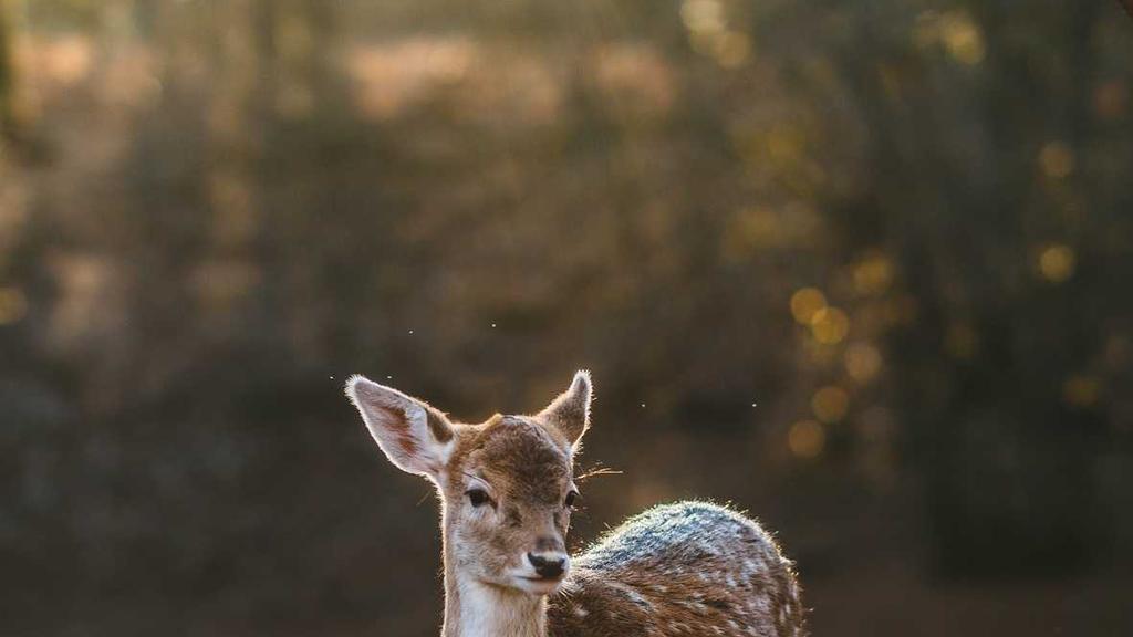 油性肌美白指南：孕妇也能安心用的科学护肤法
