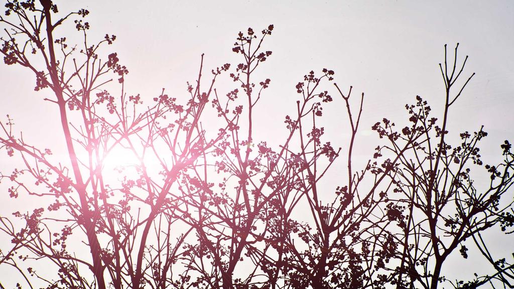 虾青素精华液：抗衰老新宠，美白淡斑一步到位